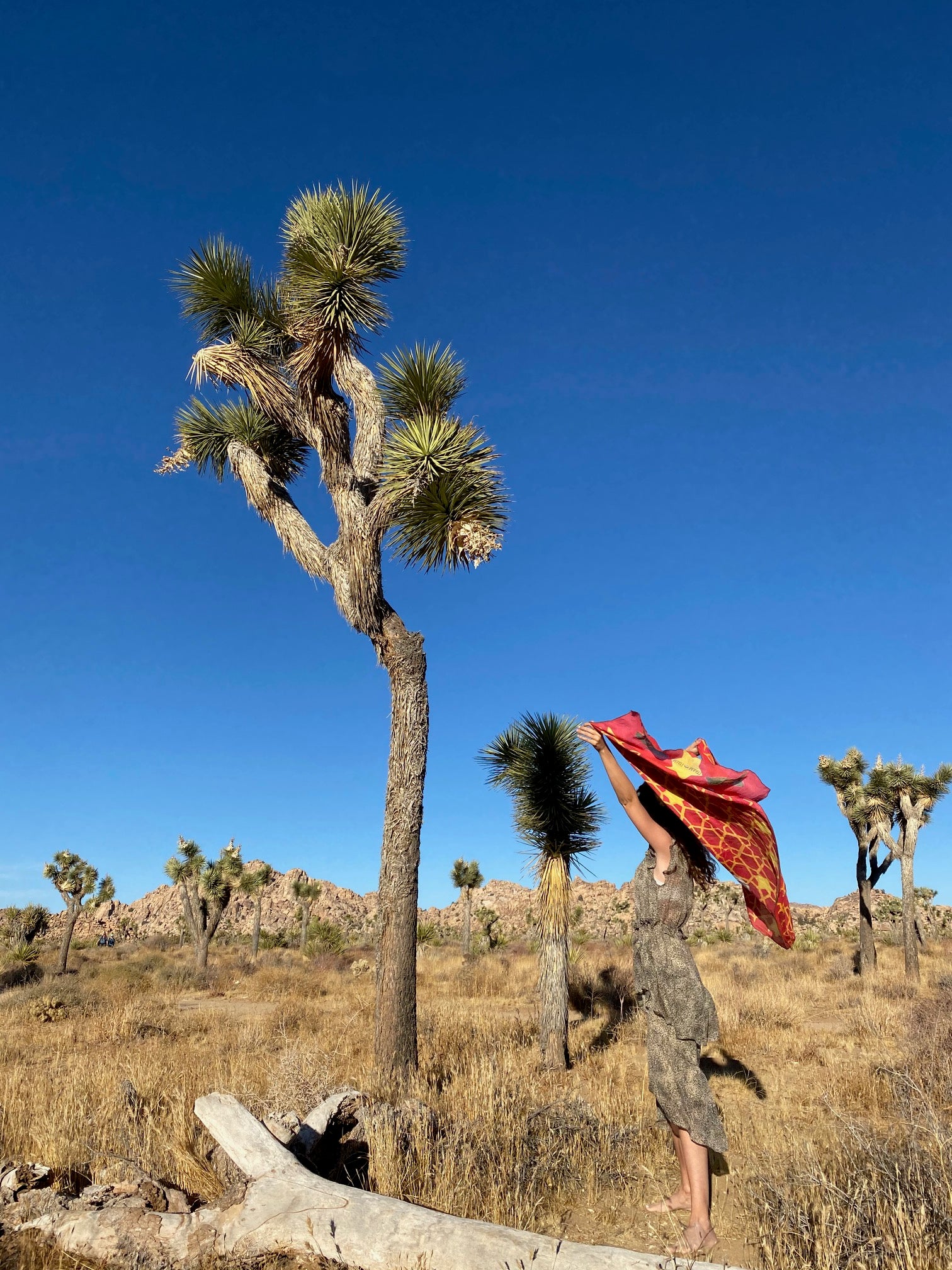 THE SHAWL Alpha Omega